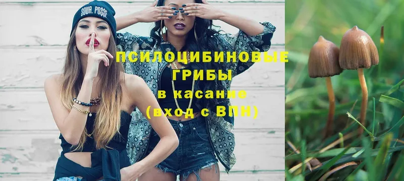 купить наркотики цена  Верея  Псилоцибиновые грибы ЛСД 